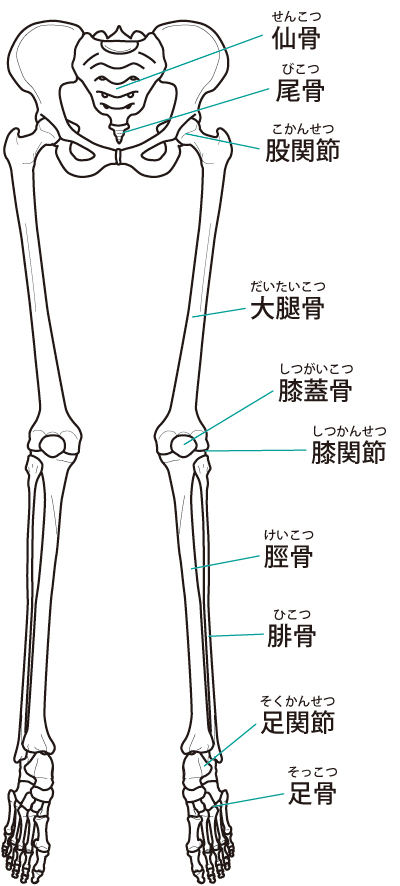 下肢 関節