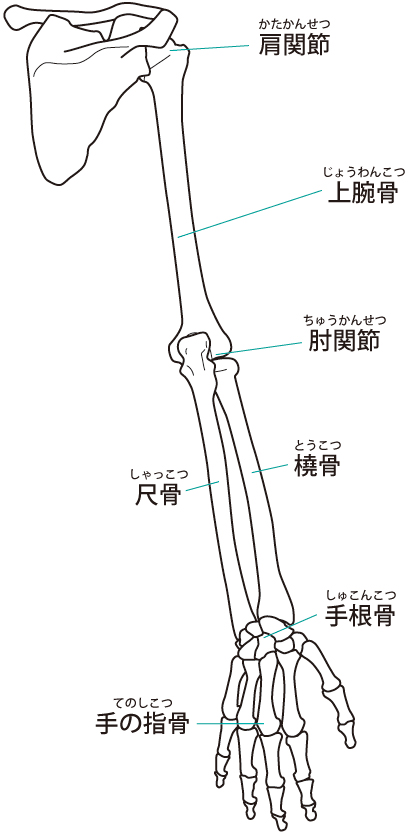 腕関節のイラスト