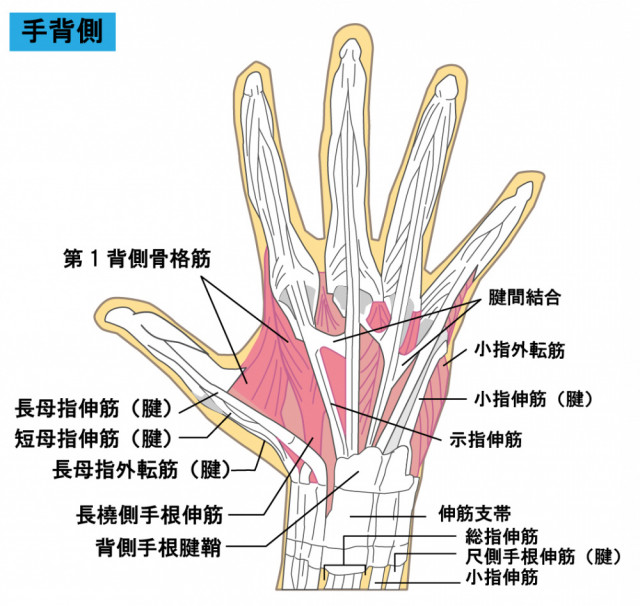 手の筋・関節のイラスト